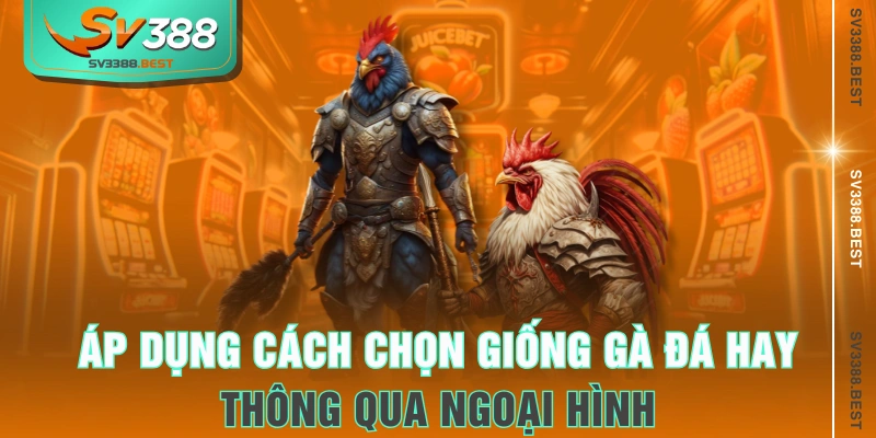Áp dụng cách chọn giống gà đá hay thông qua ngoại hình
