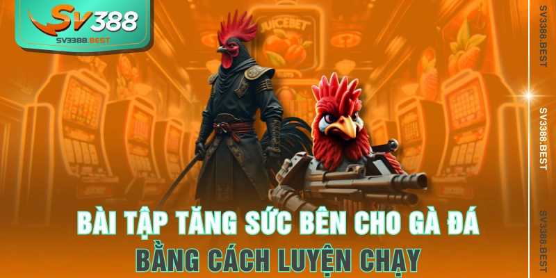 Bài tập tăng sức bên cho gà đá bằng cách luyện chạy