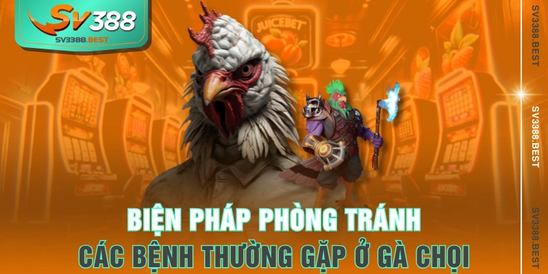 Biện pháp phòng tránh các bệnh thường gặp ở gà chọi