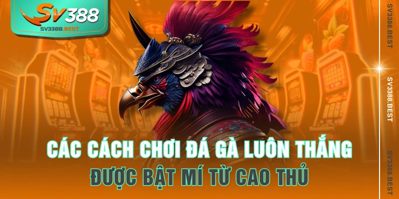 Các cách chơi đá gà luôn thắng được bật mí từ cao thủ