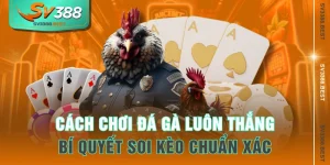 Cách Chơi Đá Gà Luôn Thắng - Bí Quyết Soi Kèo Chuẩn Xác