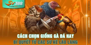 Cách Chọn Giống Gà Đá Hay - Bí Quyết Từ Các Sư Kê Lão Làng