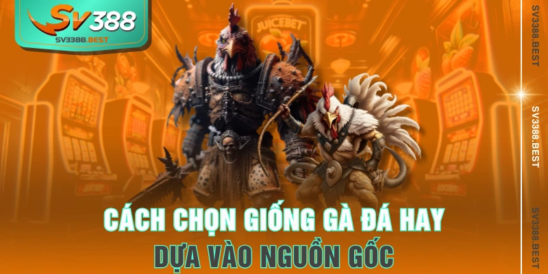 Cách chọn giống gà đá hay dựa vào nguồn gốc 
