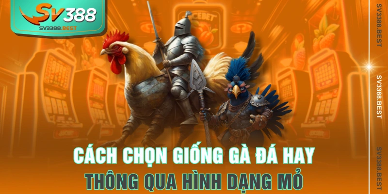Cách chọn giống gà đá hay thông qua hình dạng mỏ