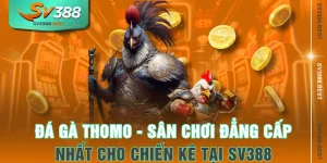 Đá Gà Thomo - Sân Chơi Đẳng Cấp Cho Chiến Kê Tại SV388