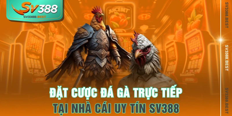 Đặt cược đá gà trực tiếp tại nhà cái uy tín SV388
