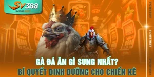 Gà Đá Ăn Gì Sung Nhất? Bí Quyết Dinh Dưỡng Cho Chiến Kê