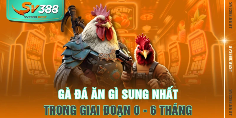 Gà đá ăn gì sung nhất trong giai đoạn 0 - 6 tháng