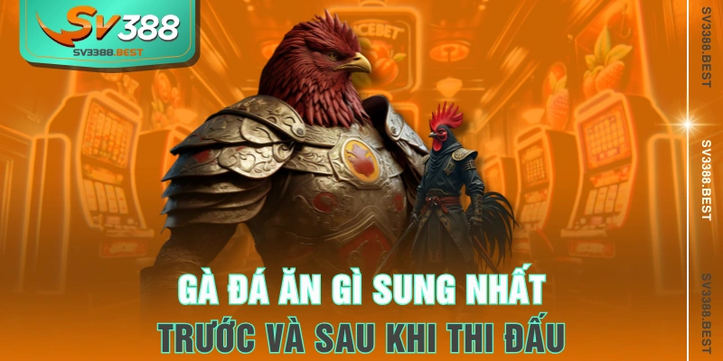 Gà đá ăn gì sung nhất trước và sau khi thi đấu