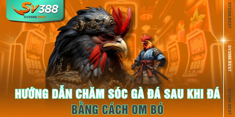Hướng dẫn chăm sóc gà đá sau khi đá bằng cách om bóp