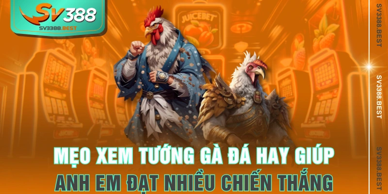 Mẹo xem tướng gà đá hay giúp anh em đạt nhiều chiến thắng