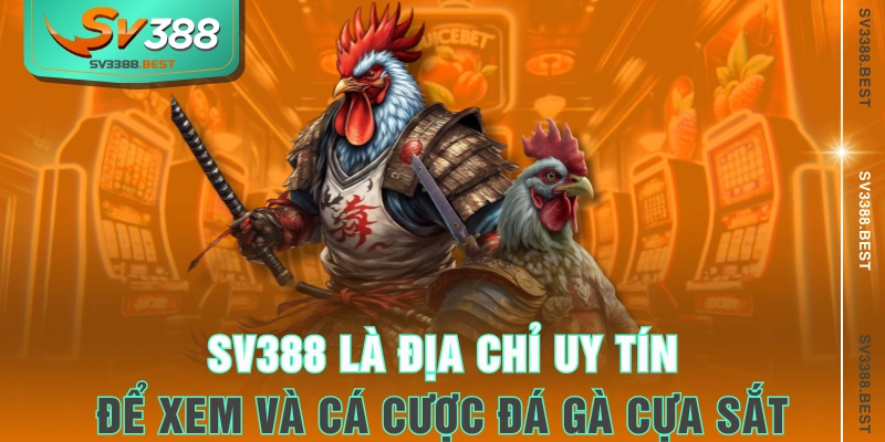 SV388 là địa chỉ uy tín để xem và cá cược đá gà cựa sắt