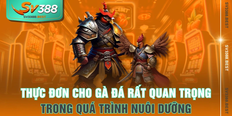 Thực đơn cho gà đá rất quan trọng trong quá trình nuôi dưỡng