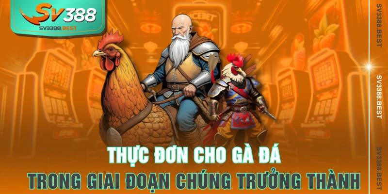 Thực đơn cho gà đá trong giai đoạn chúng trưởng thành 
