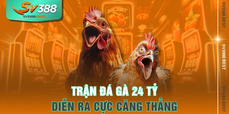 Trận đá gà 24 tỷ diễn ra cực căng thẳng