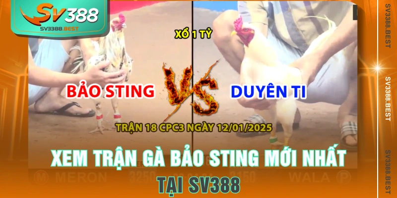 Xem trận gà Bảo Sting mới nhất tại SV388